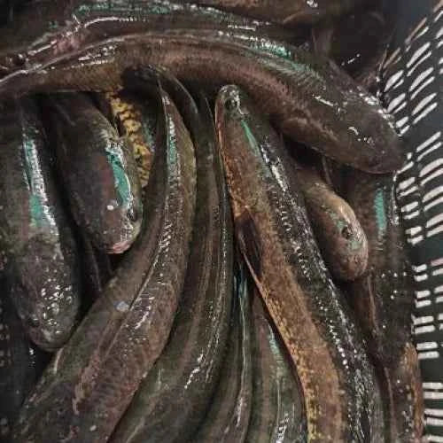 Stripe Snakehead Whole- Fresh - 5 kg