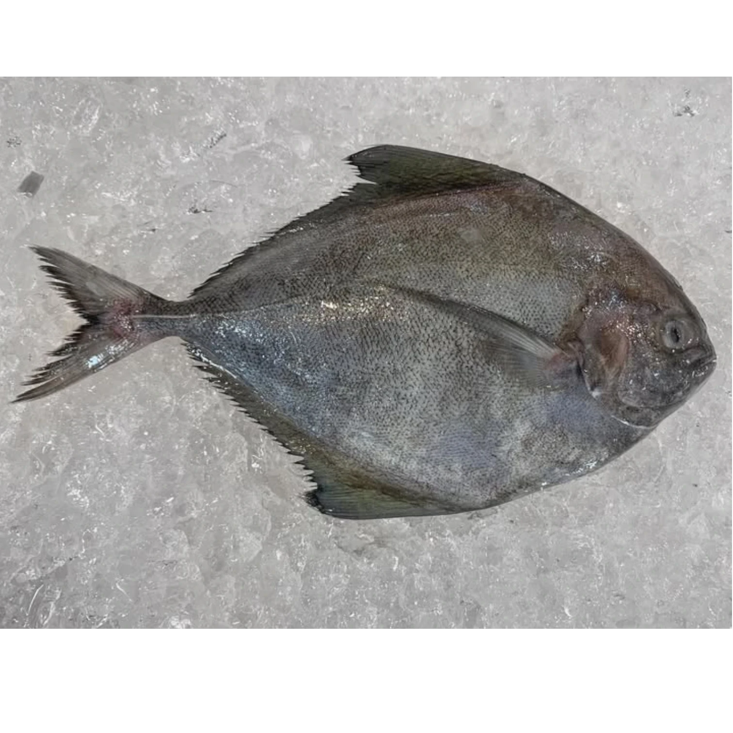 Black Pomfret – Frozen - Cleaned | 5 kg