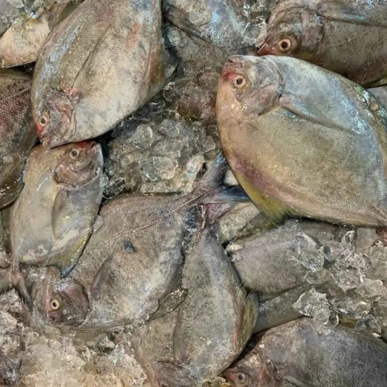 Black Pomfret – Frozen - Cleaned | 5 kg