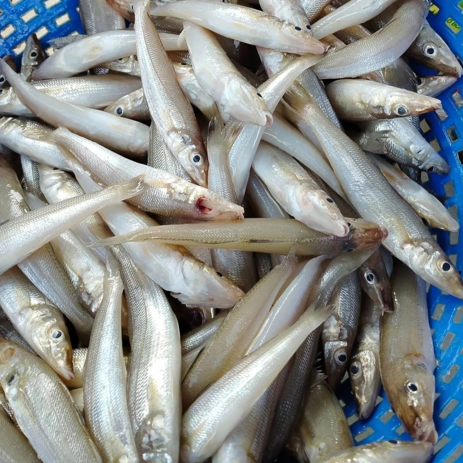 Lady Fish – Fresh | 3kg / 5 kg