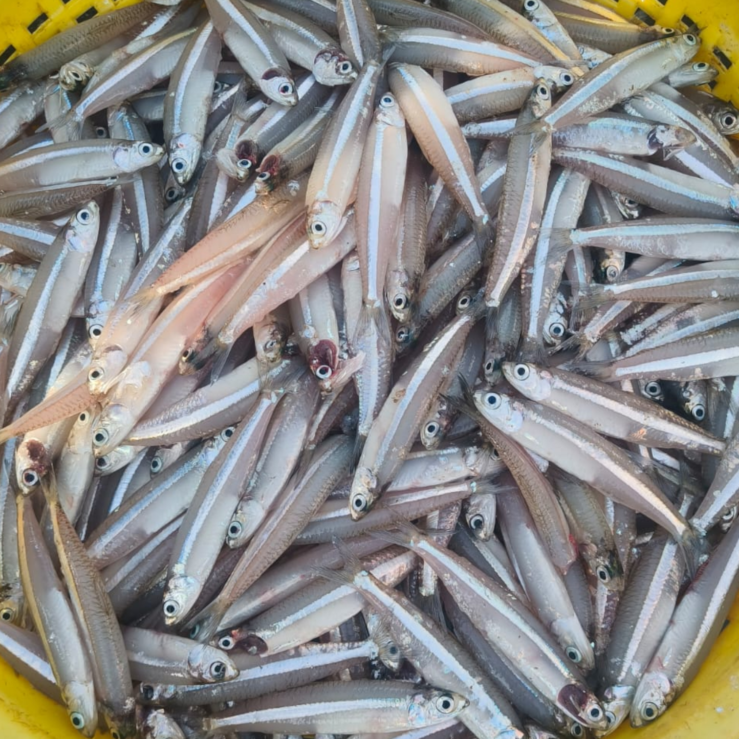 Anchovy cleaned – Fresh | 5 kg