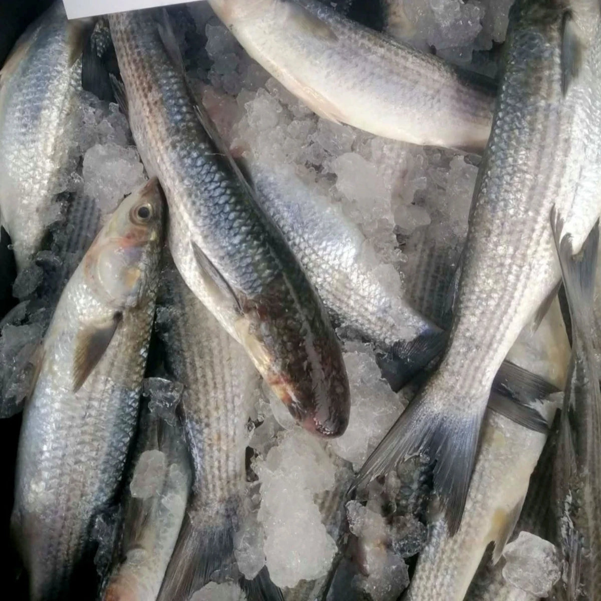 Grey Mullet – Fresh | 3 kg / 5 kg – $34.07/kg