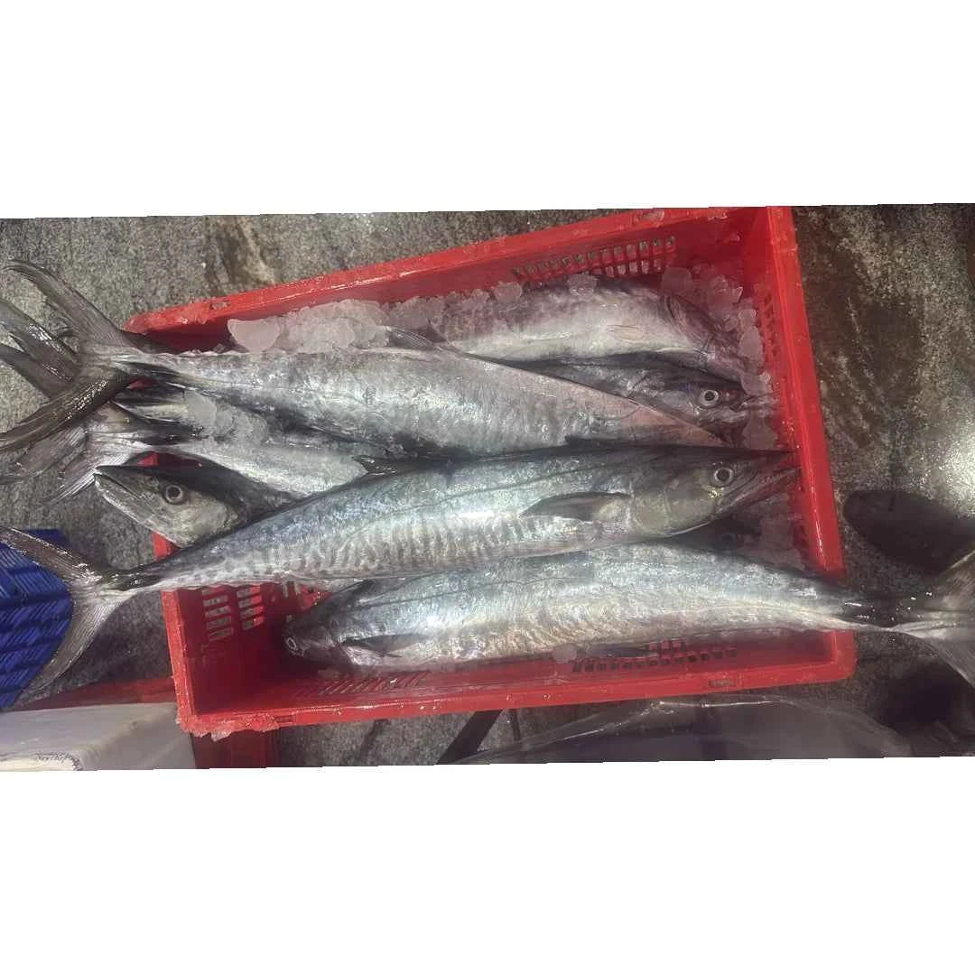 King Fish Fresh (King Mackerel) – 5 kg