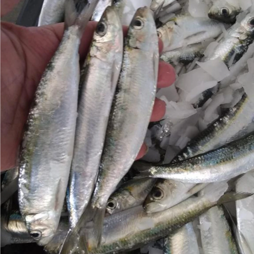Sardines – Fresh | 3 kg / 5 kg – $32.22/kg