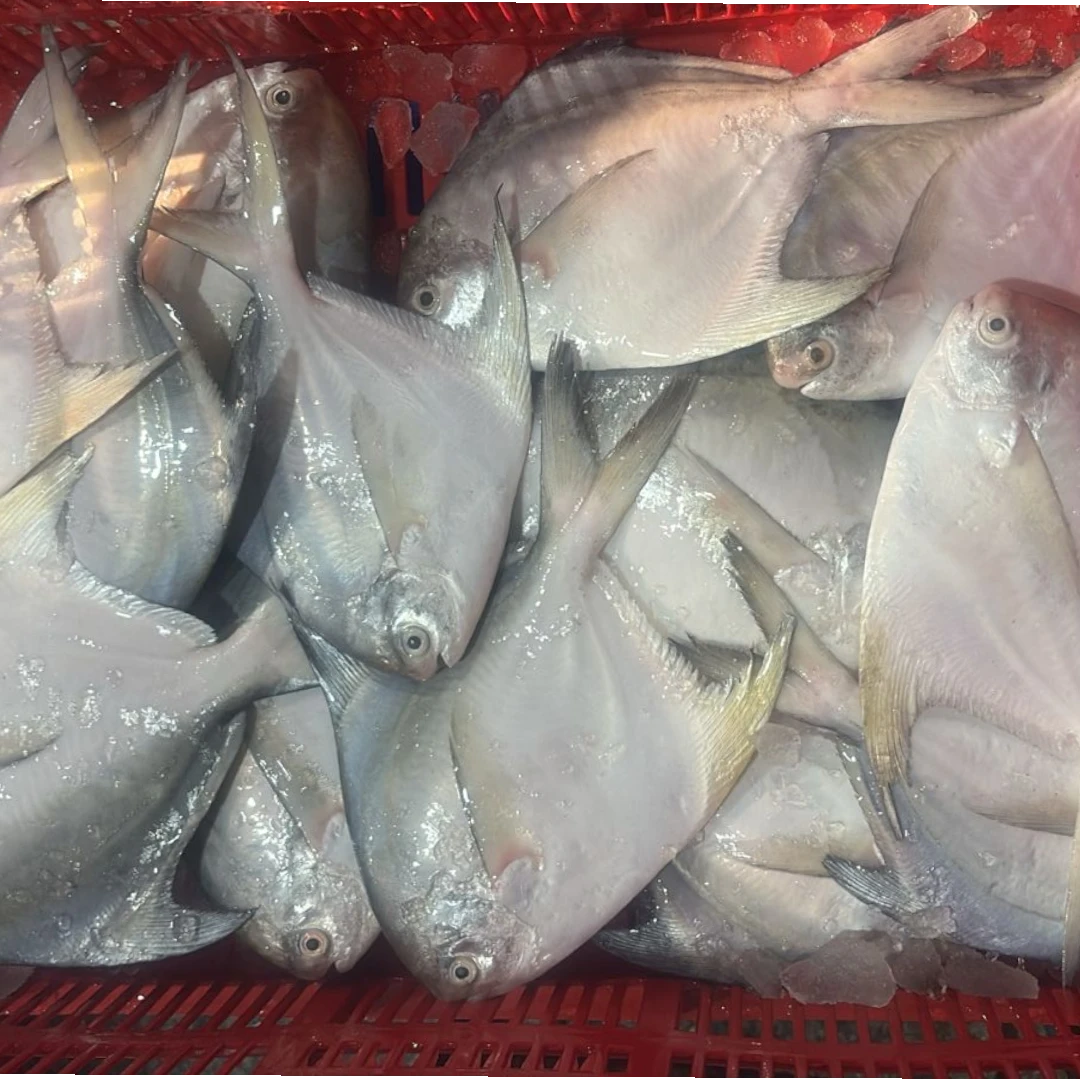 Pomfret Fresh – 5 kg