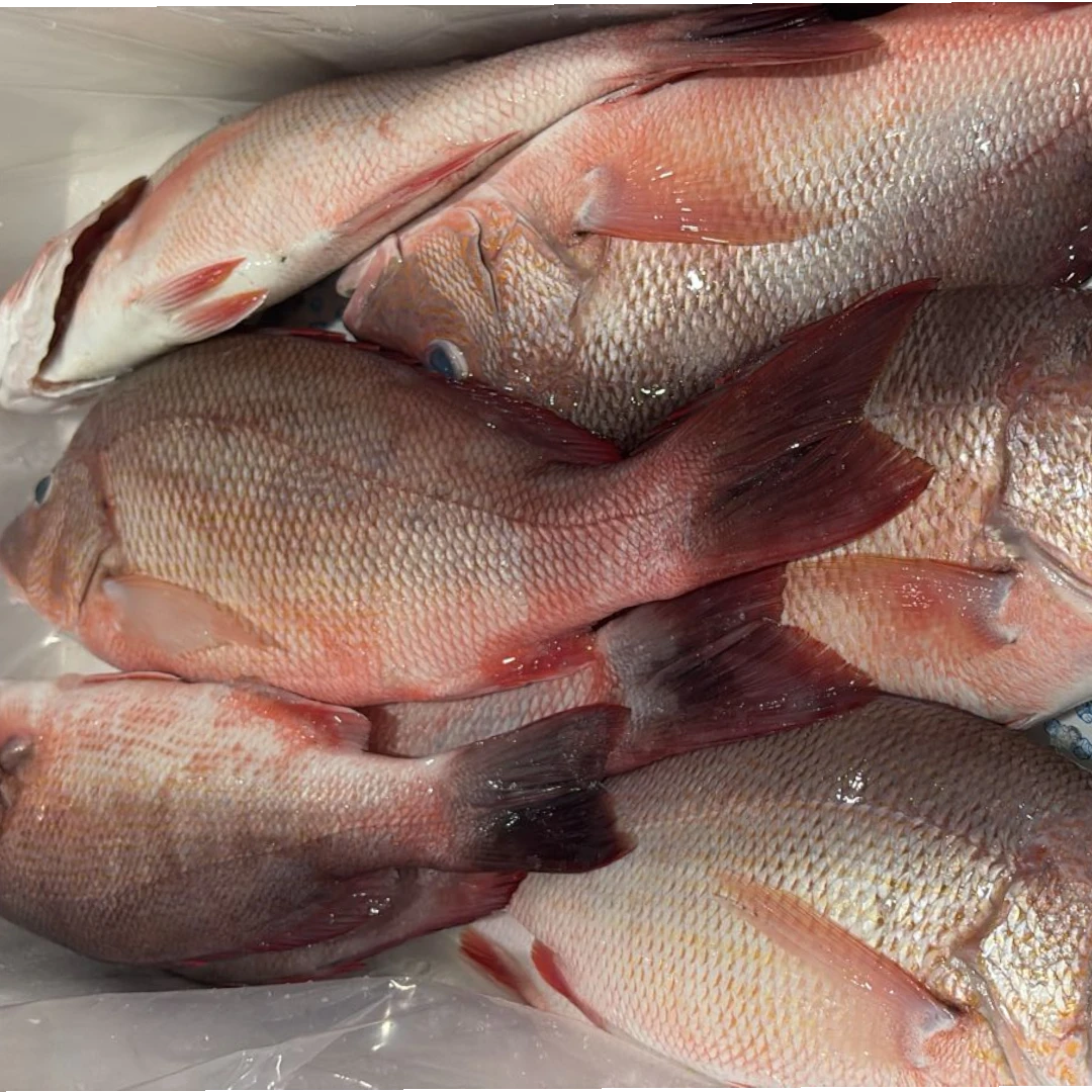 Red Snapper Fresh – 5 kg