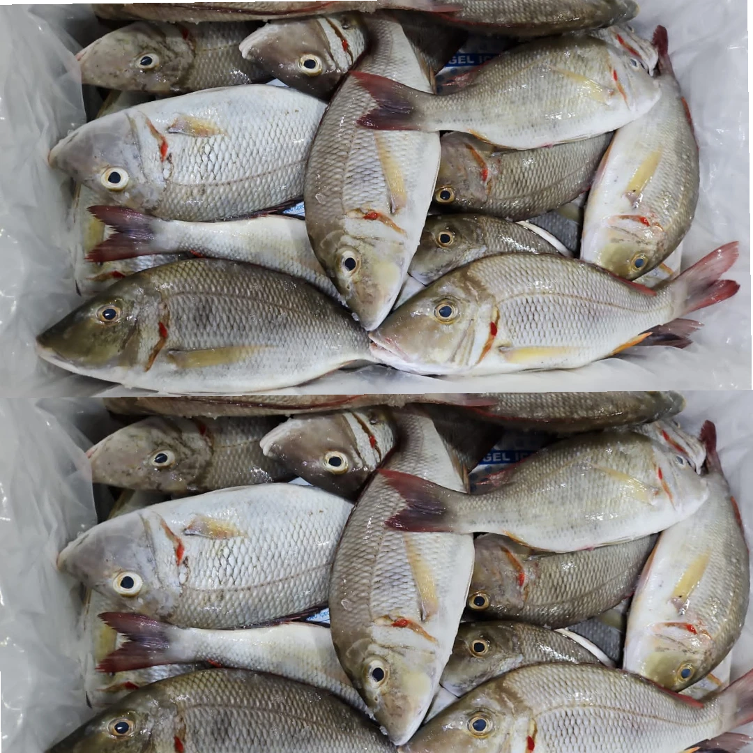 Emperor Fish Fresh – 5 kg