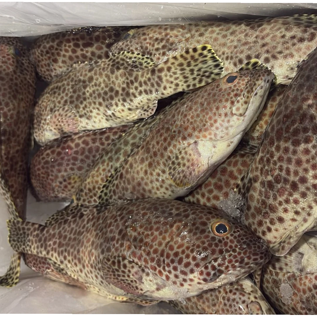 Grouper Fish Fresh – 5 kg