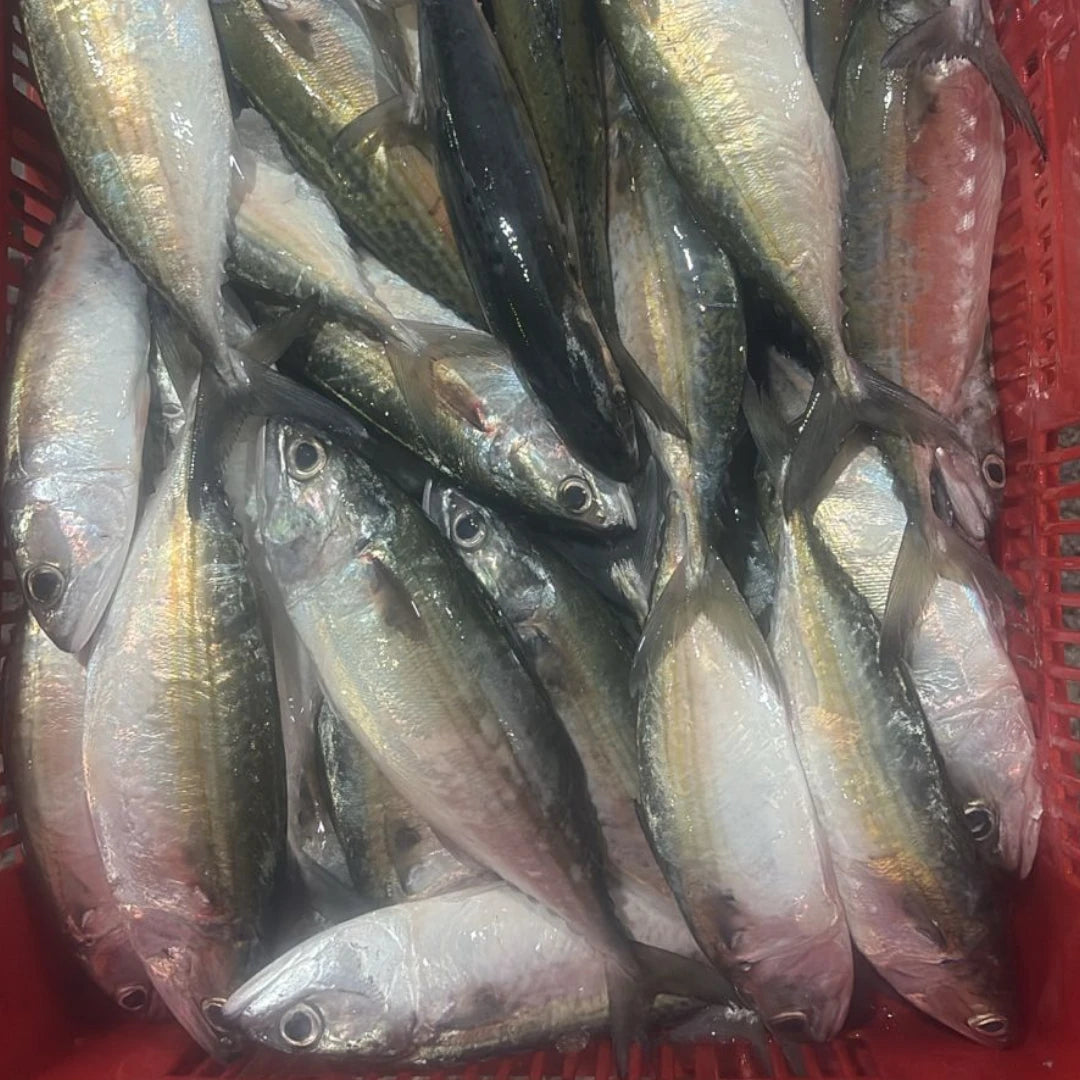 Mackerel Fish Fresh – 5 kg
