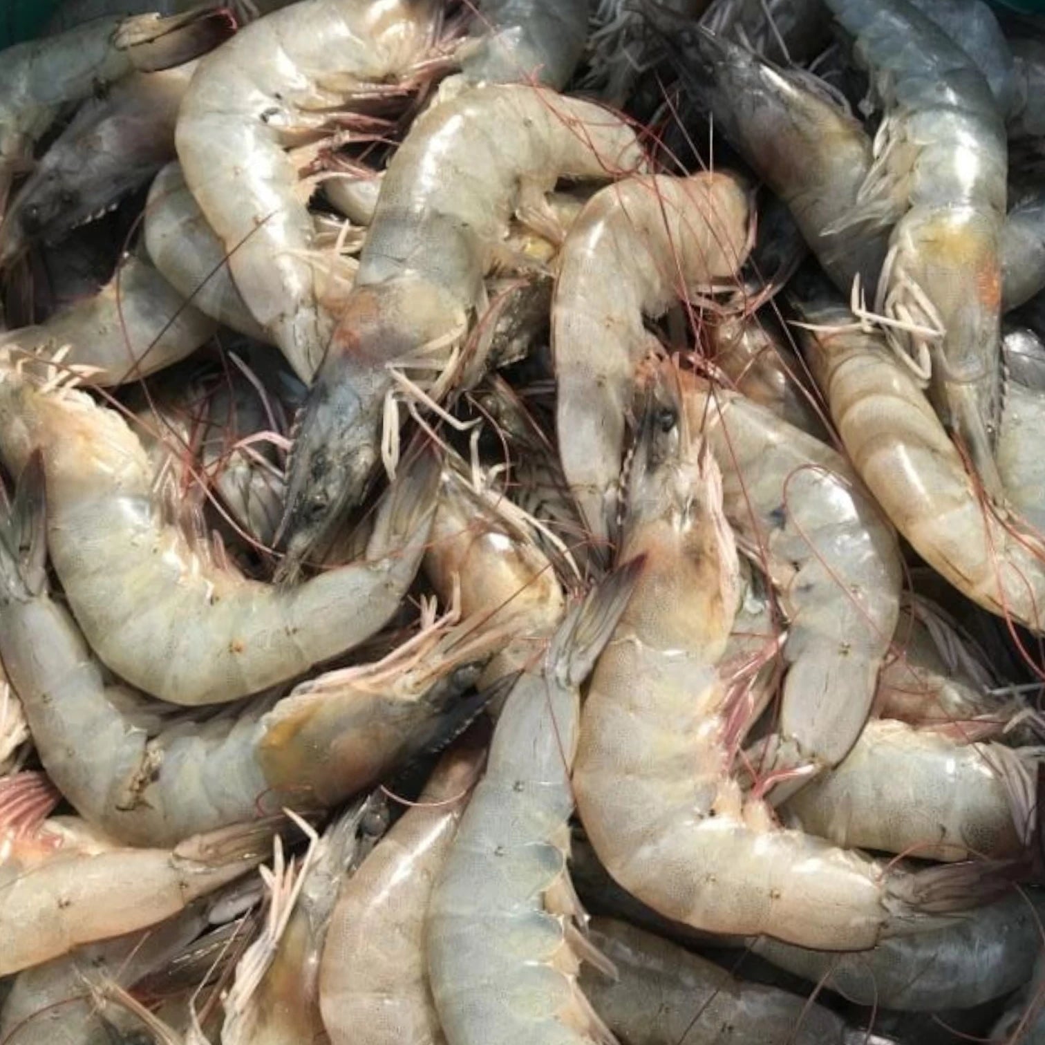 White Prawn Fresh – 5 kg
