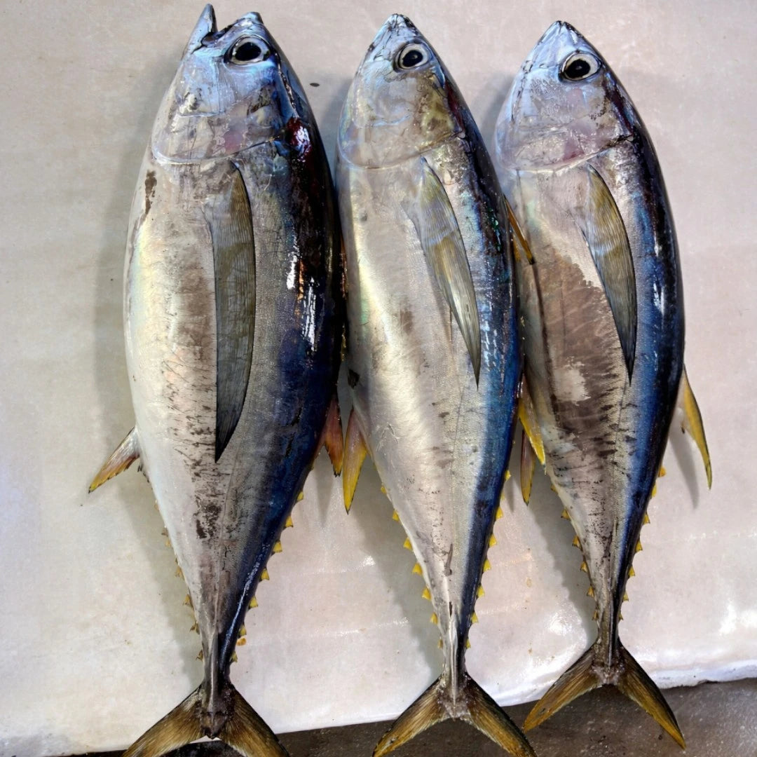 Indian Tuna – Fresh | 5 kg