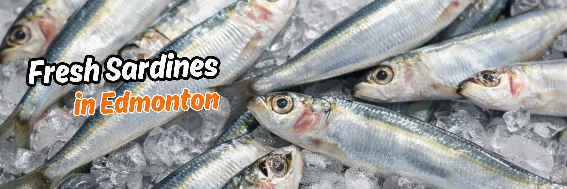 Fresh Sardines From Tunisia