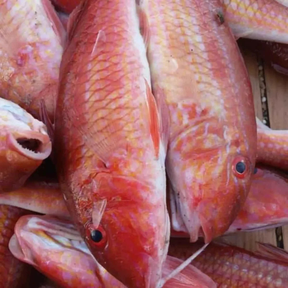 Red Mullet – Small – Fresh | 5 kg