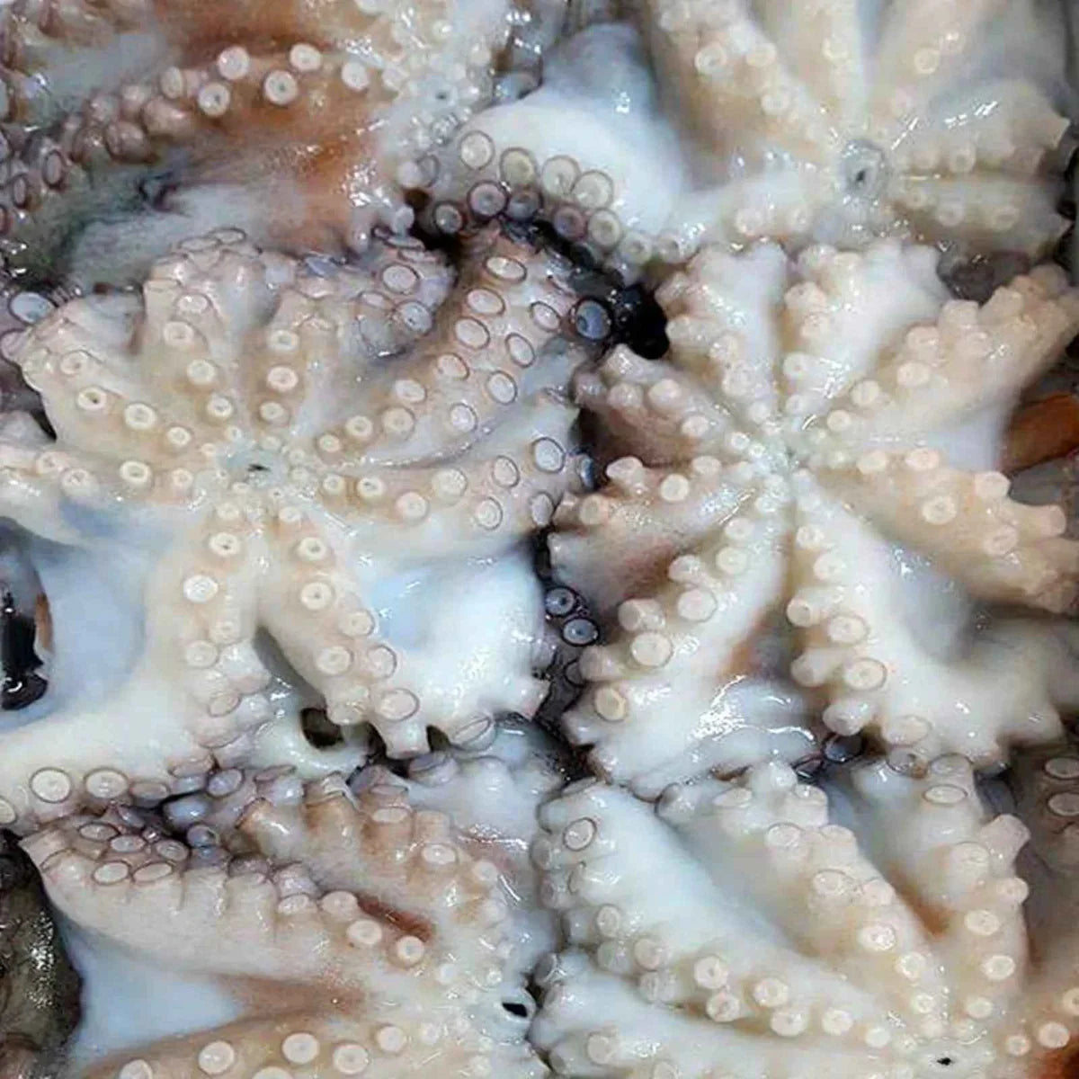 Octopus Frozen(12Kg)