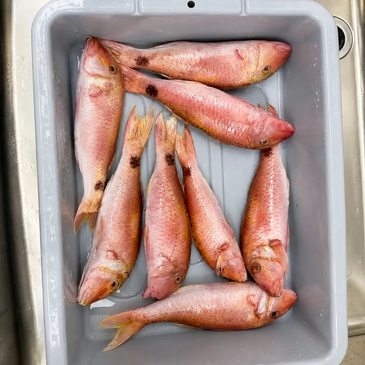 Red Mullet - Fresh - 3kg / 5 kg