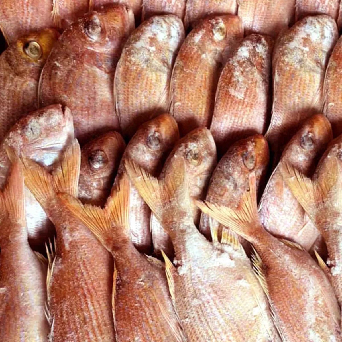 Pink Snapper Medium Frozen (10 KG)