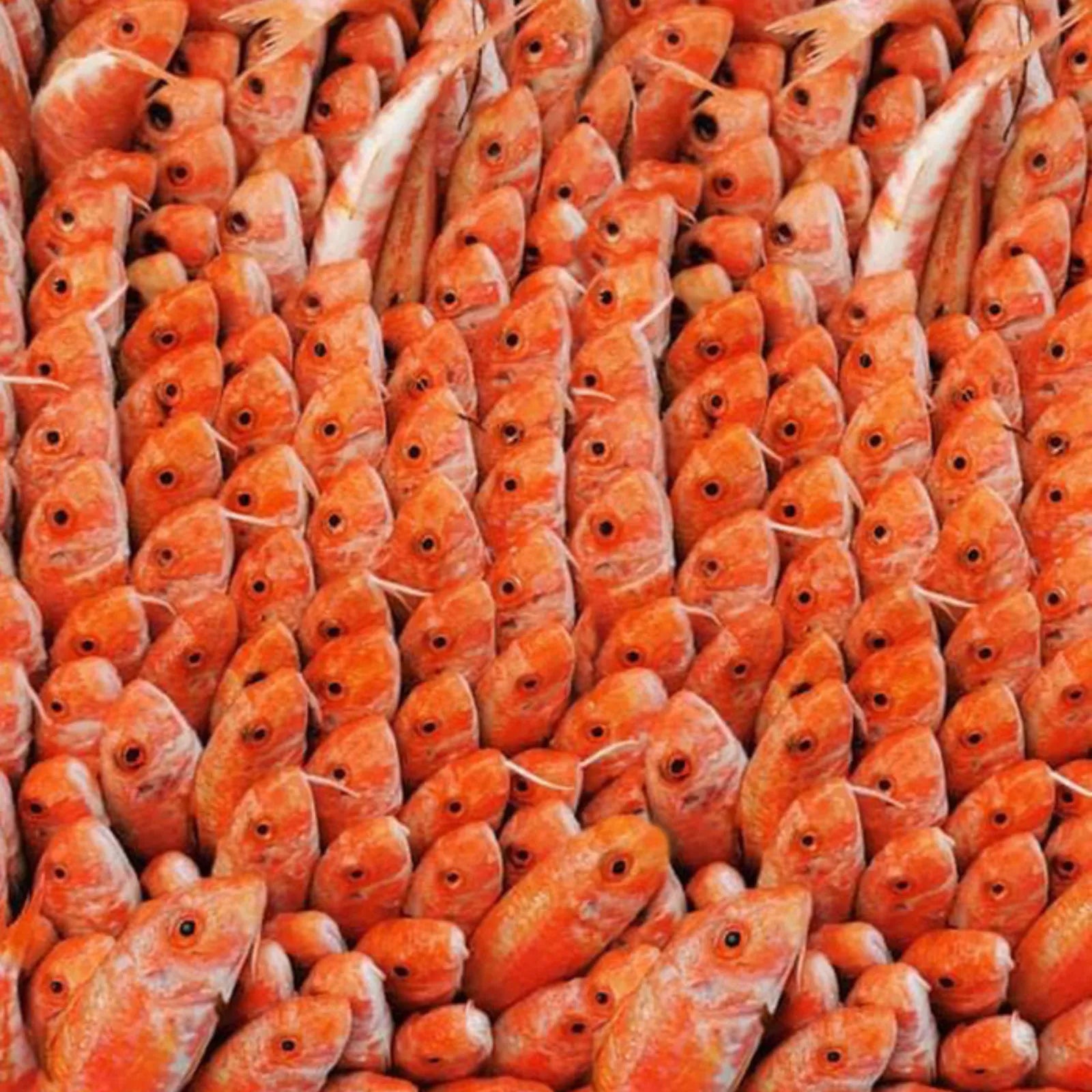 Red Mullet Medium Frozen (5KG)