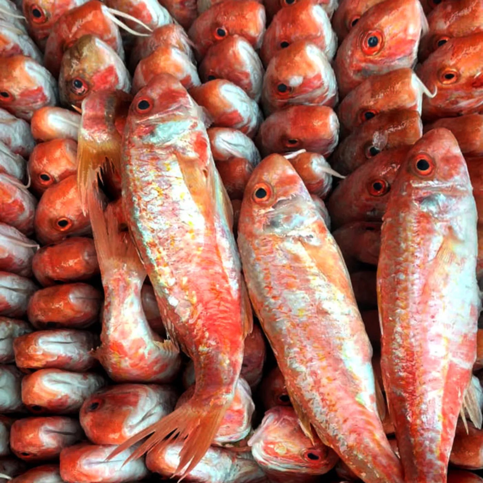 Red Mullet Medium Frozen (5KG)