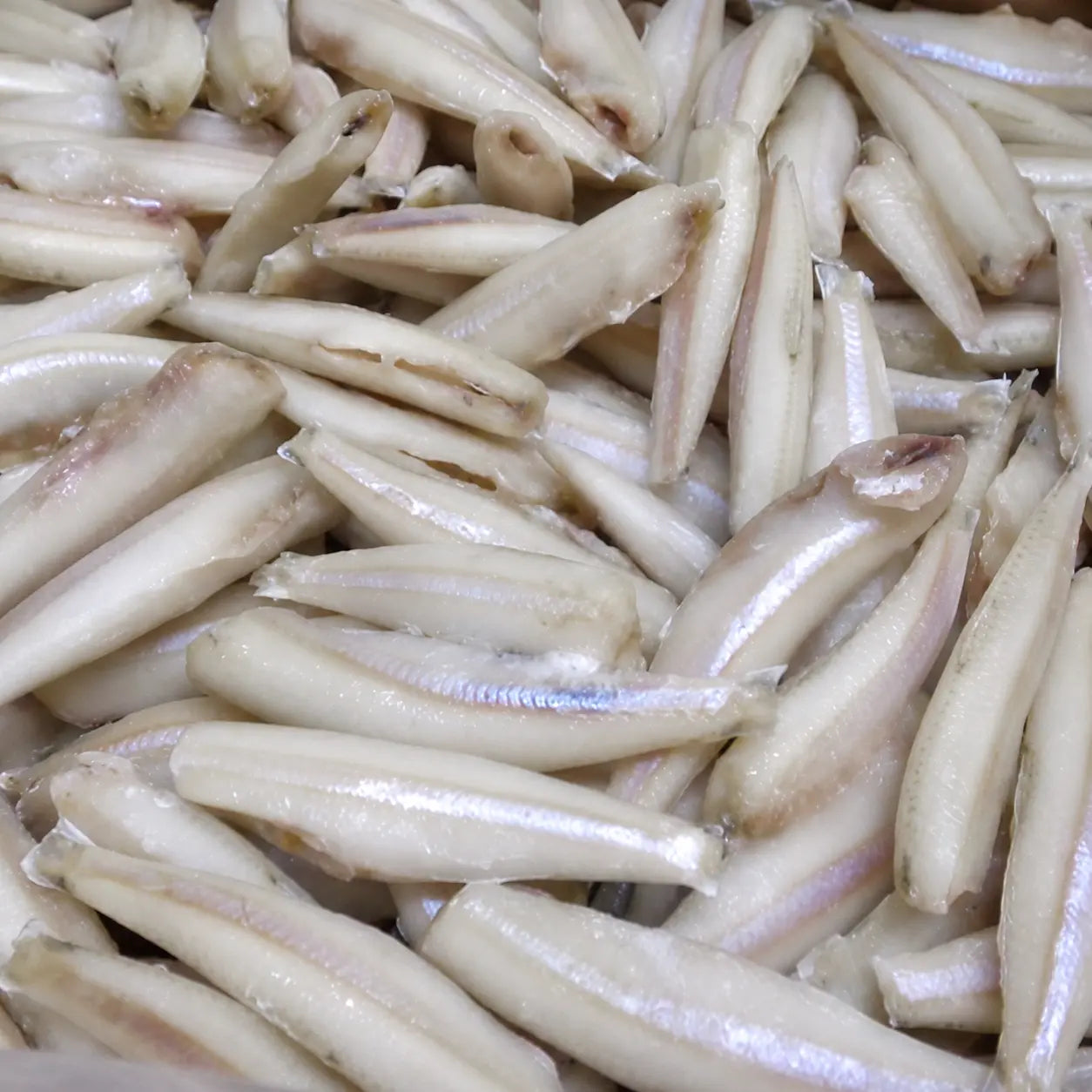 Anchovy cleaned – Fresh | 5 kg