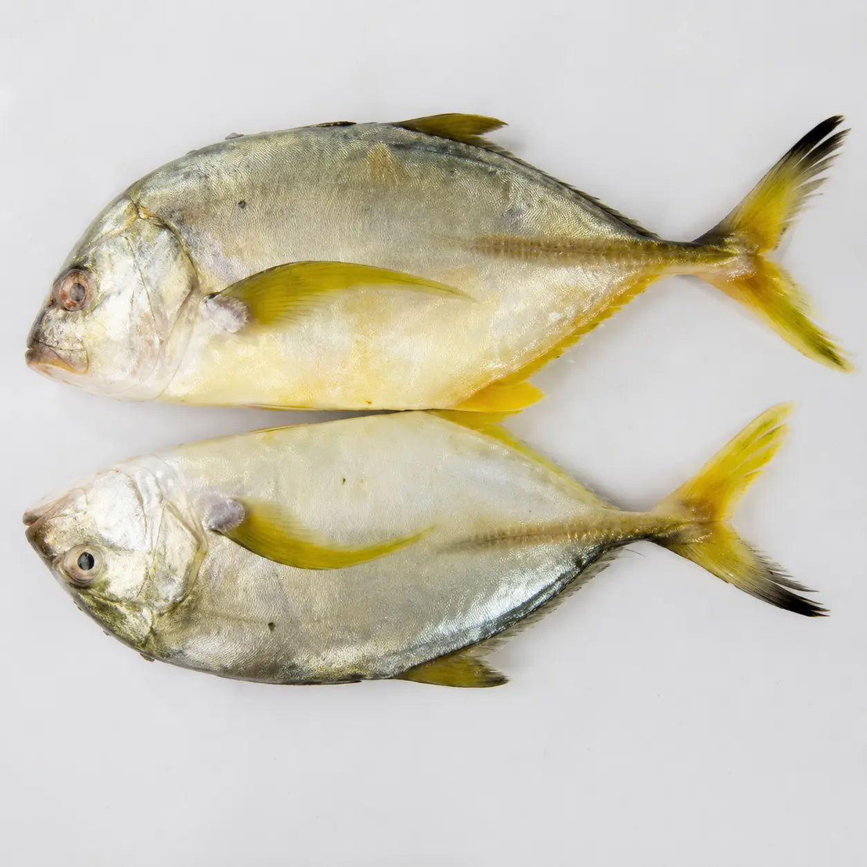Yellow Travelly Fish – Fresh | 3kg / 5 kg