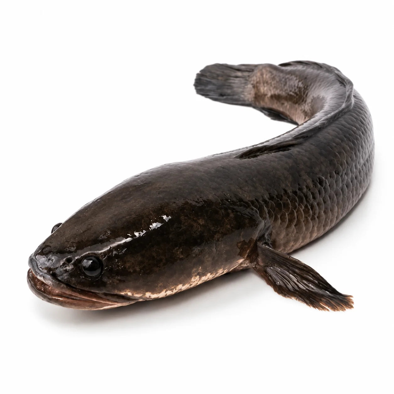 Stripe Snakehead | Varal  | koramenu- Fresh - 3 kg / 5 kg
