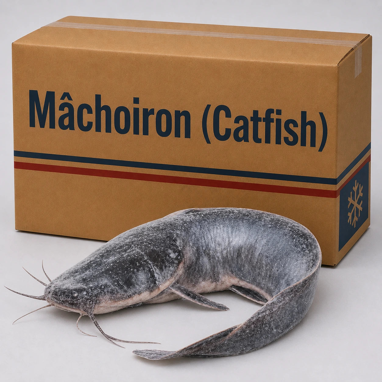 Machoiron (Catfish) – Frozen | 20 Kg