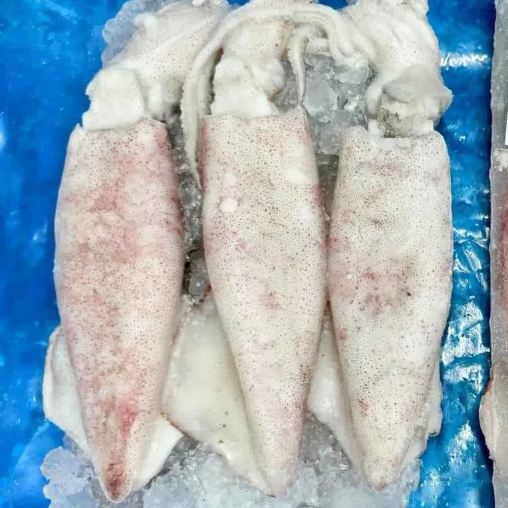 Squid U3 - Fresh - 3kg / 5 Kg