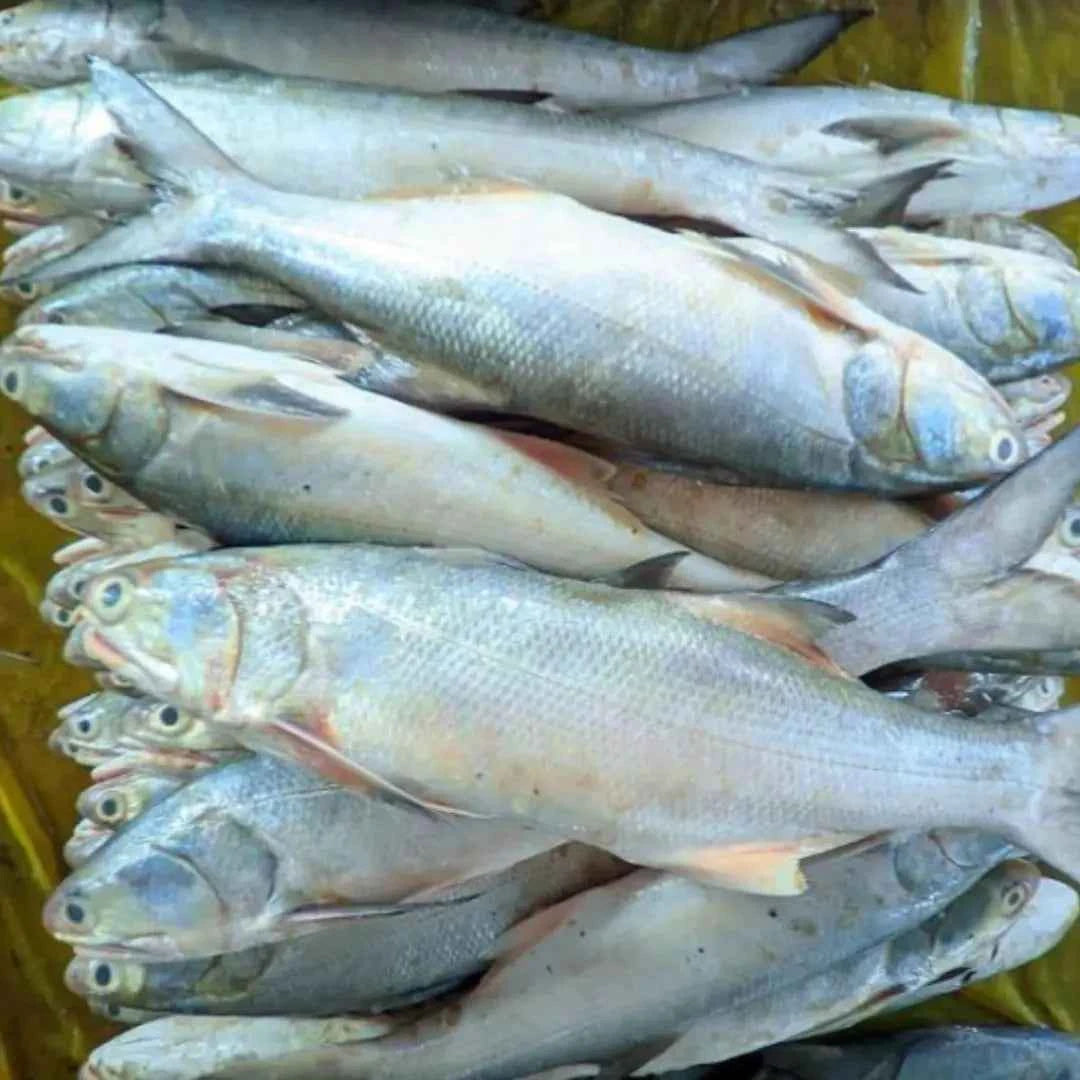 Indian Salmon - Fresh - 6 kg (Copy)