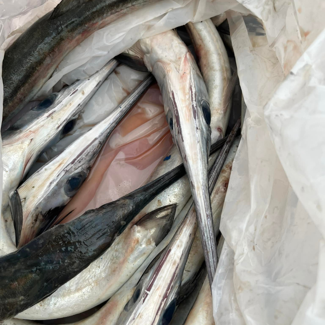 Needle fish - Fresh - 3kg / 5 Kg