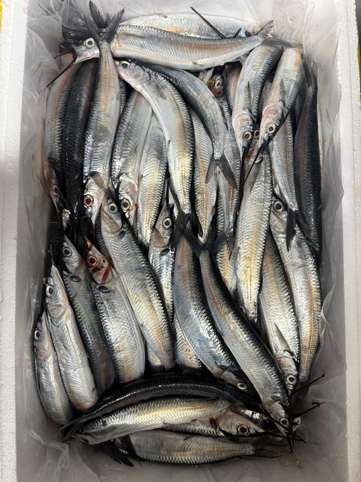 Needle fish - Fresh - 3kg / 5 Kg