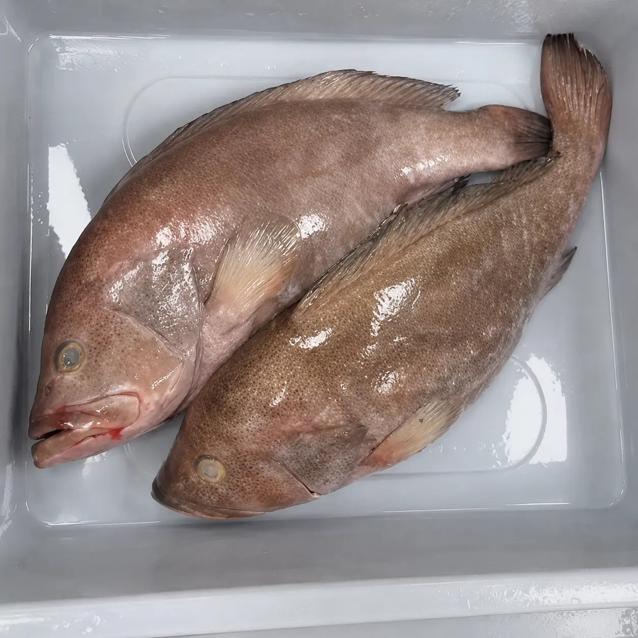 Grouper Fish – Fresh | 3kg / 5 kg