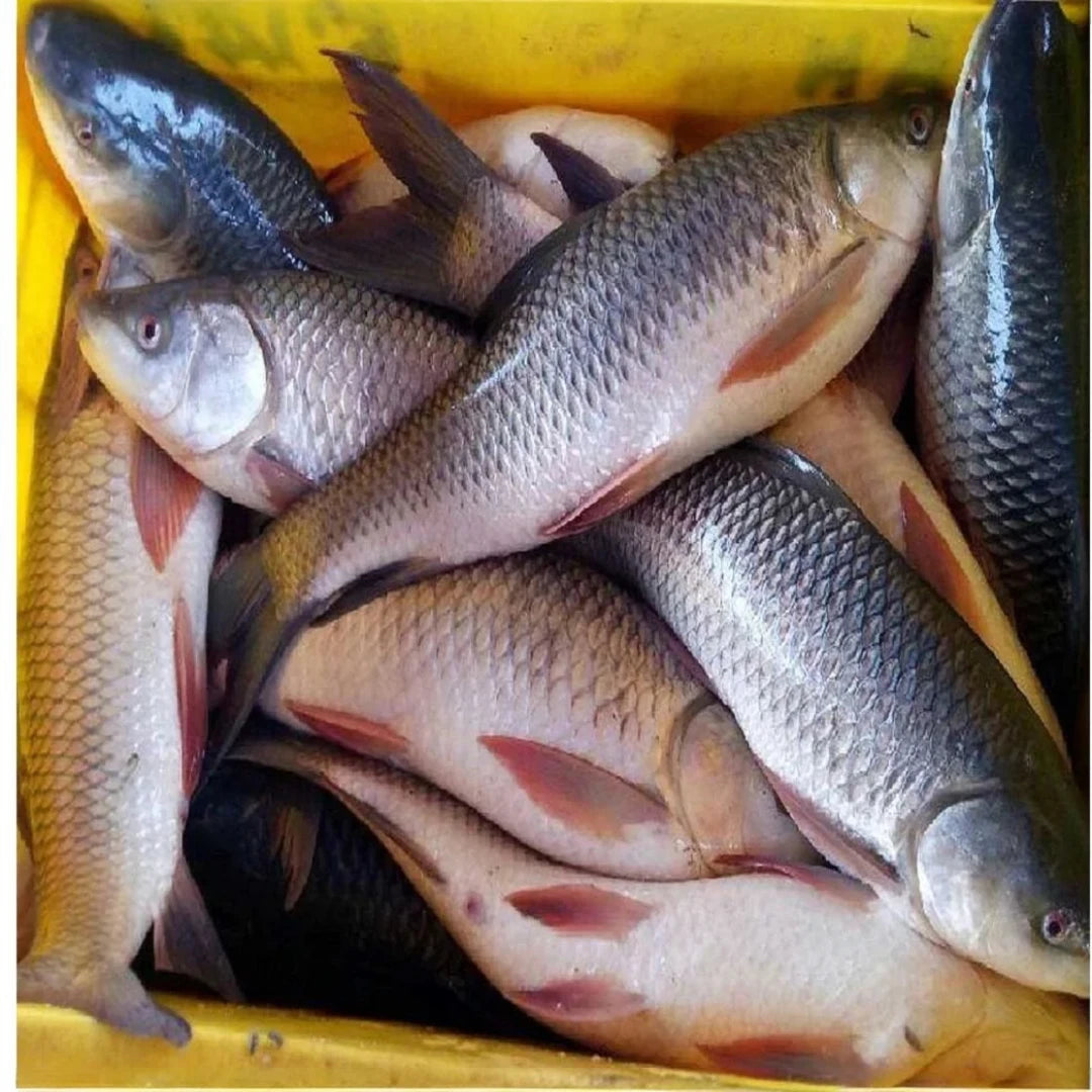 Cutla Fish Fresh – 5 kg