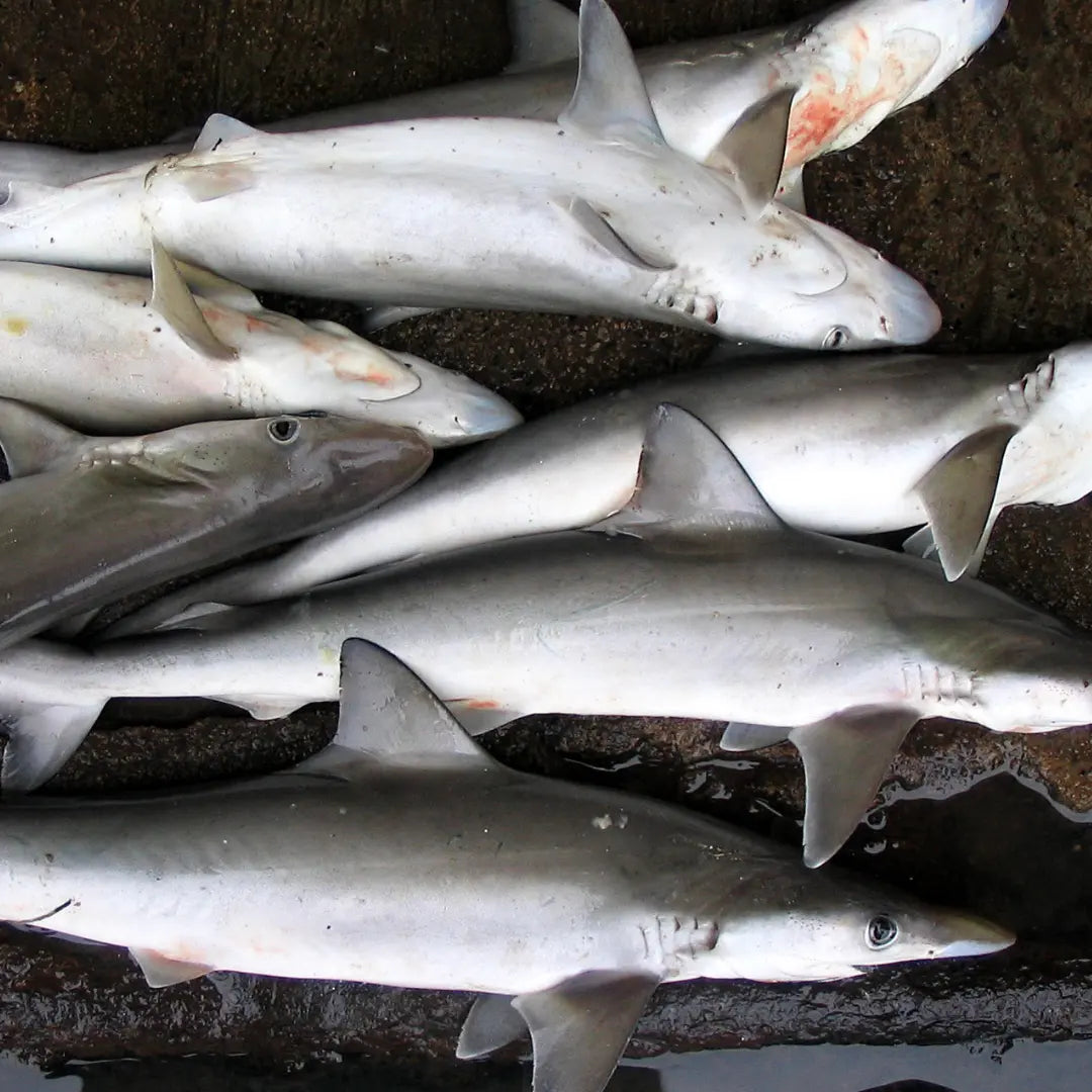 Milk Shark Whole – Fresh | 5 kg
