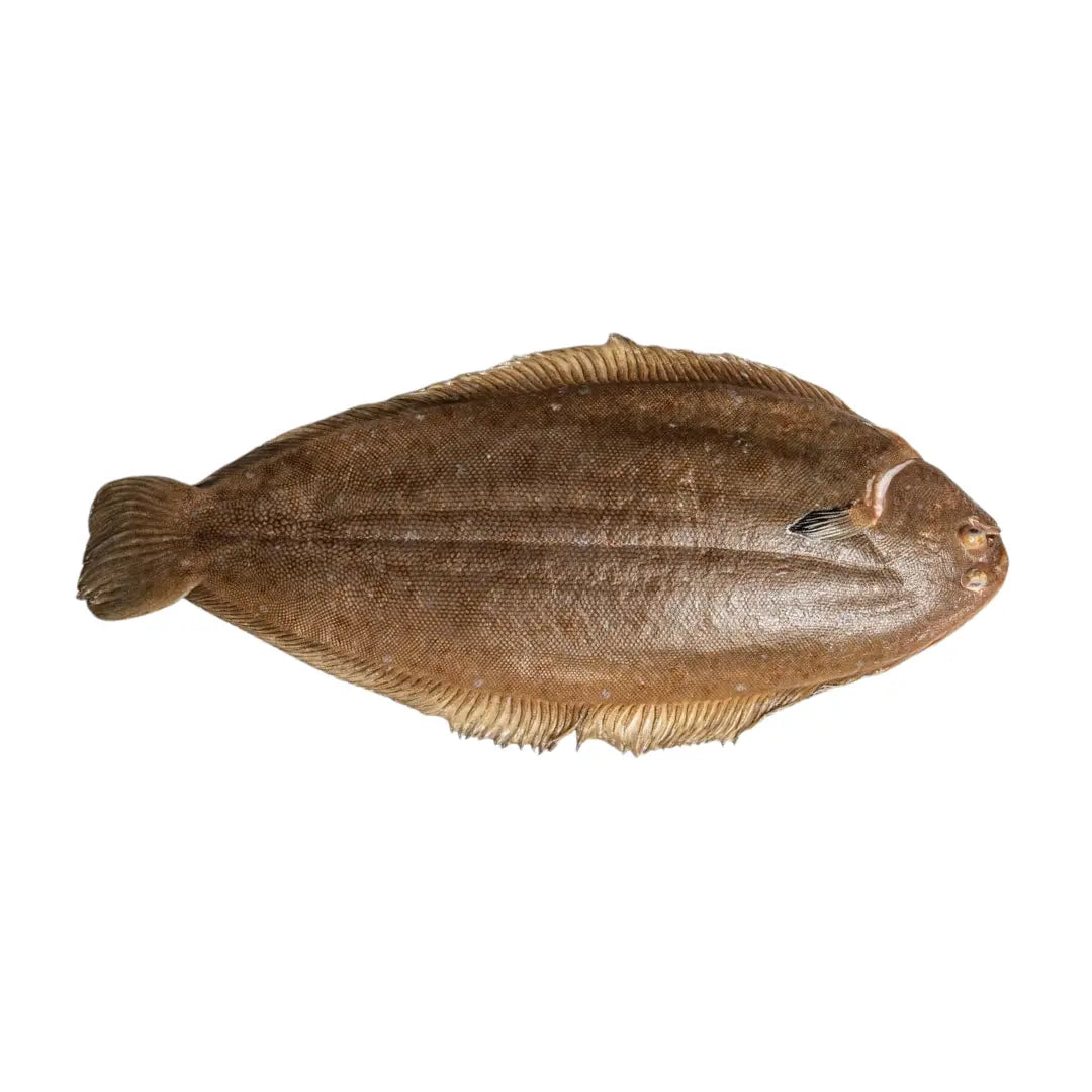 Sole Whole- Fresh - 5 kg