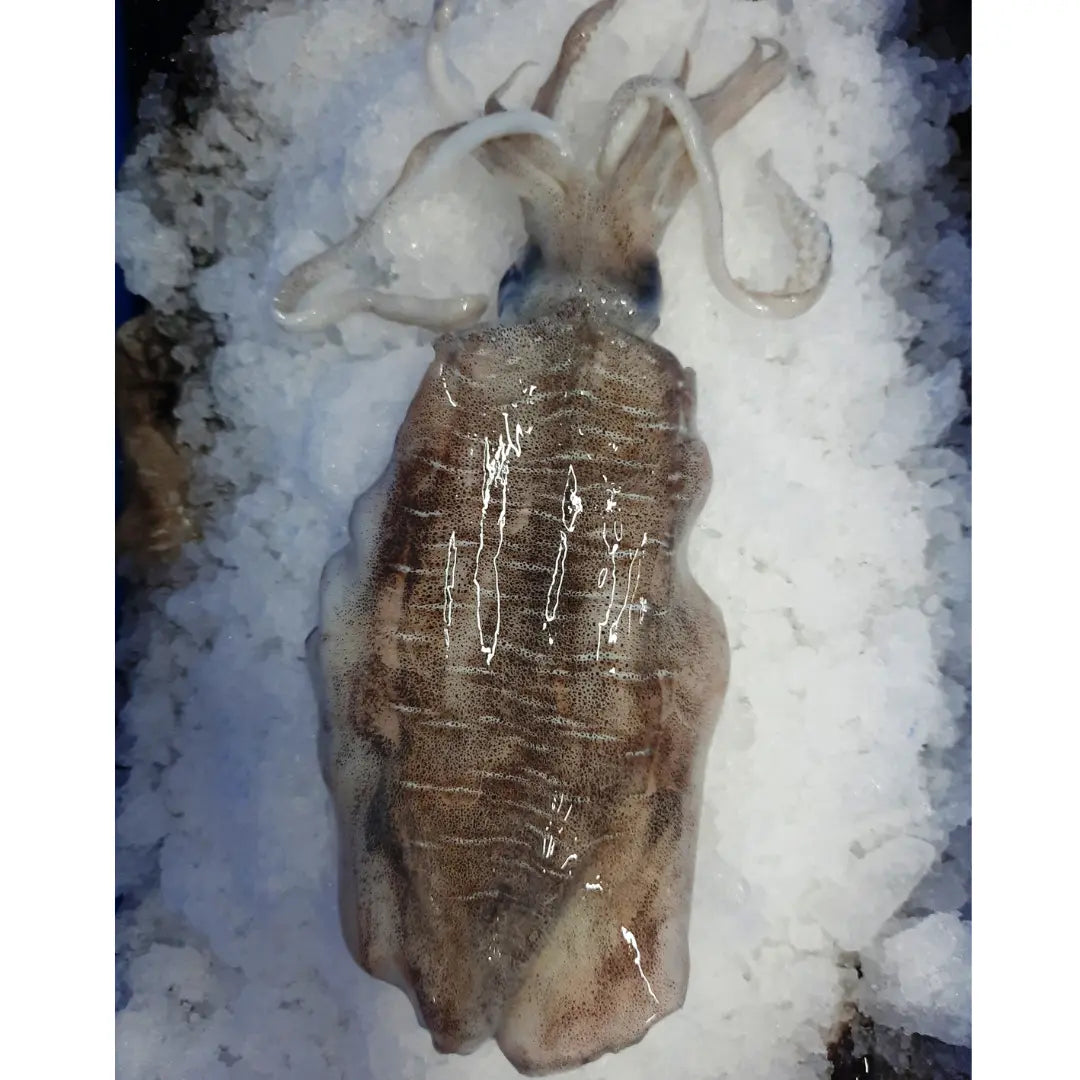 Thondi squid Frozen 6Lb / 11 Lb