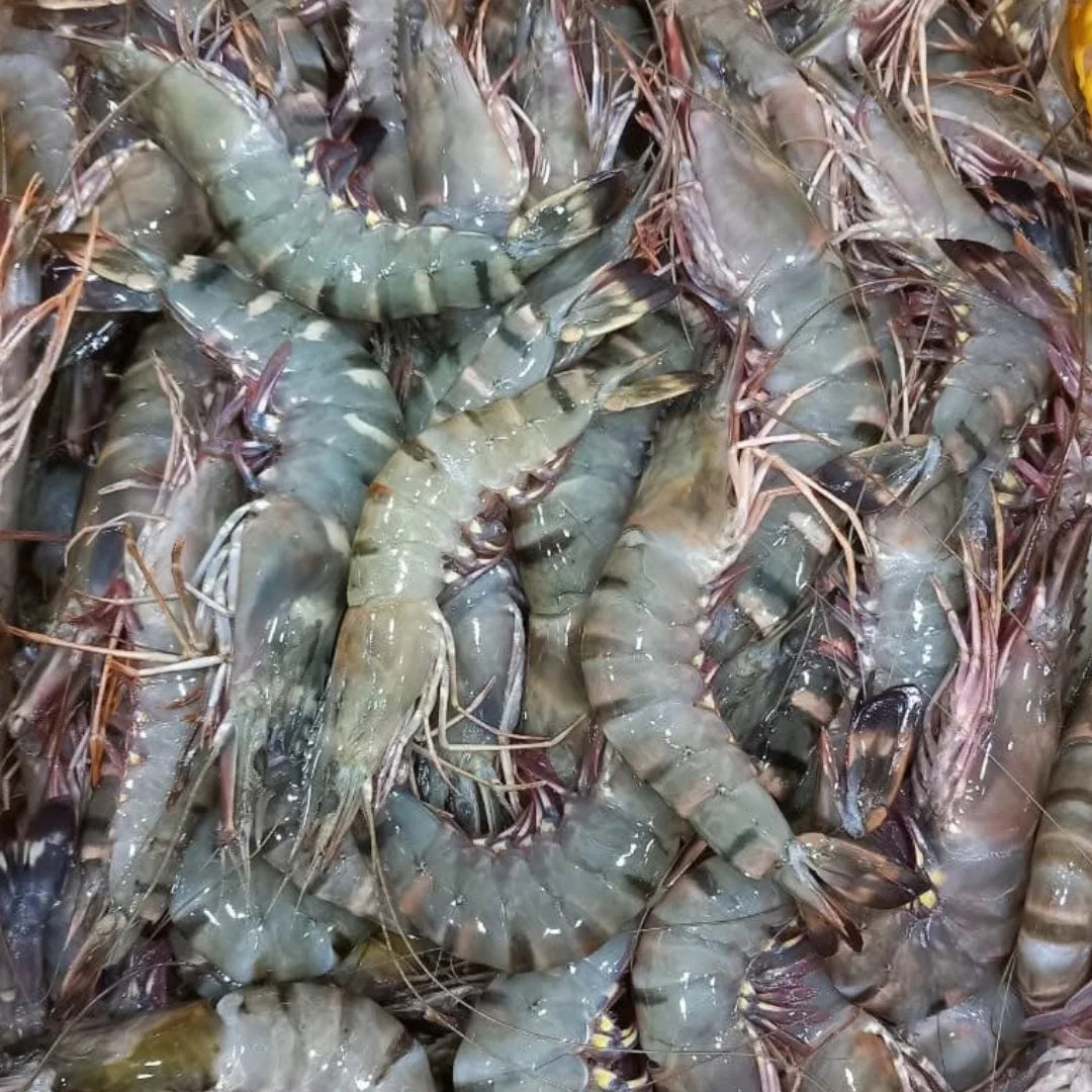 Tiger Prawn – Fresh | 3 kg / 5 kg – $52.59/kg