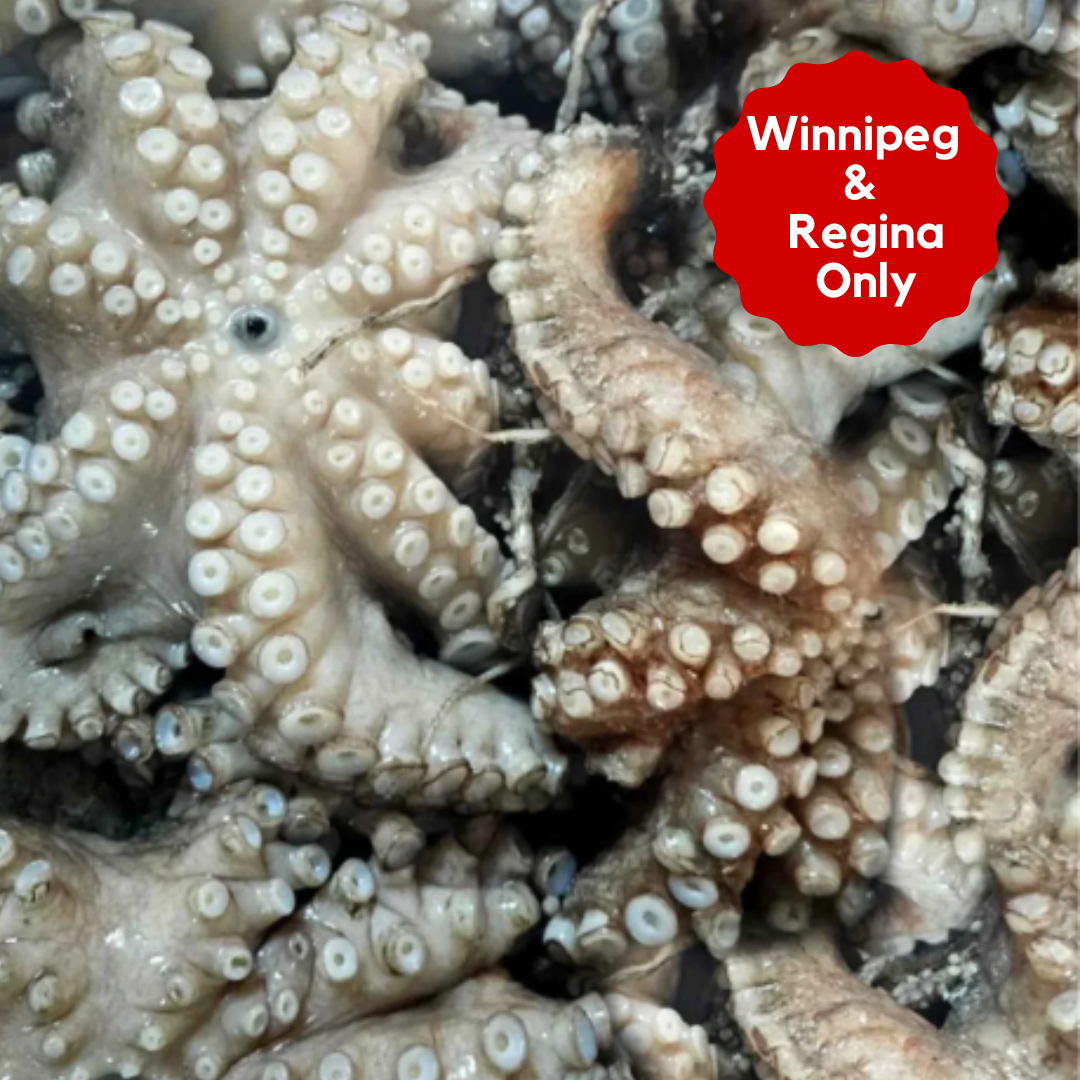 Octopus – Frozen | 12 kg