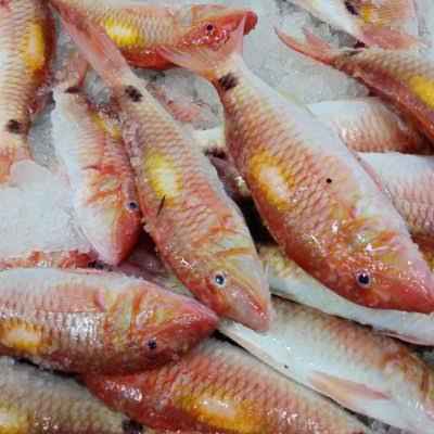 Red Mullet - Fresh - 5 kg