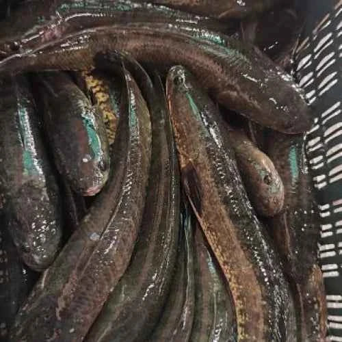 Snakehead - Fresh - 5 kg