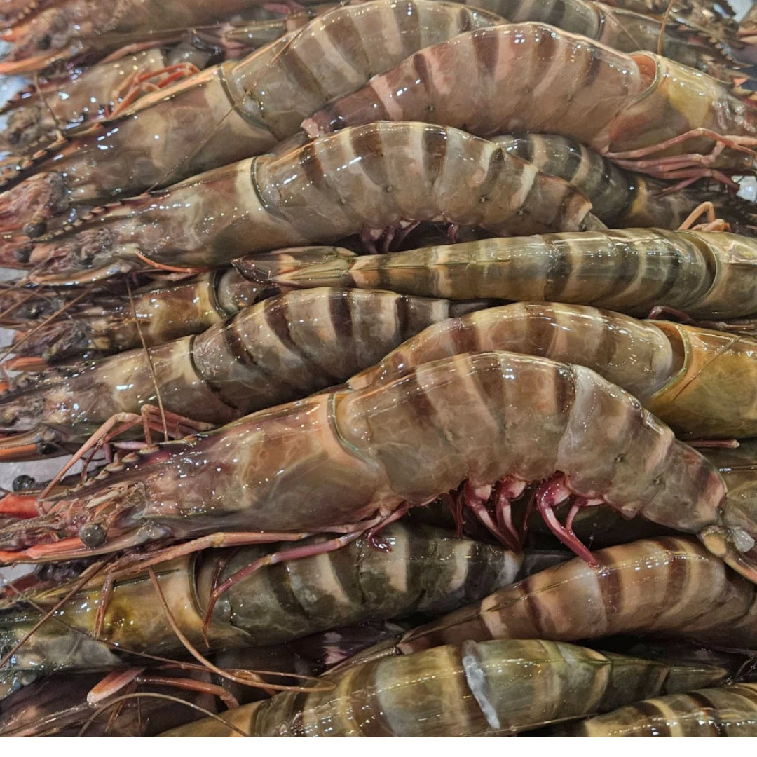 Tiger Prawn – Fresh | 5 kg
