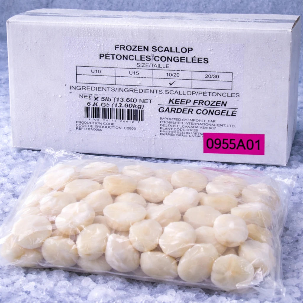 Scallop Meat – Frozen | 13.6 kg (6 × 2.27 kg)