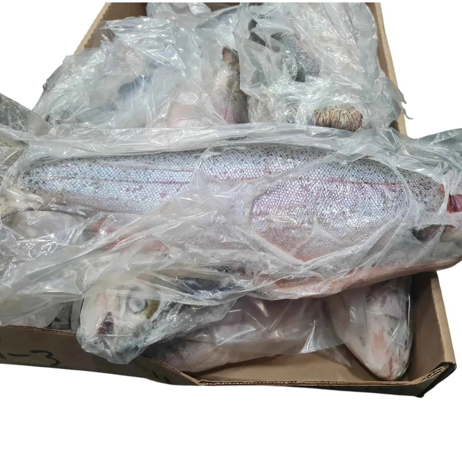 Steelhead Trout – Frozen | 14.5 kg (~30 LB) | $9.00/lb