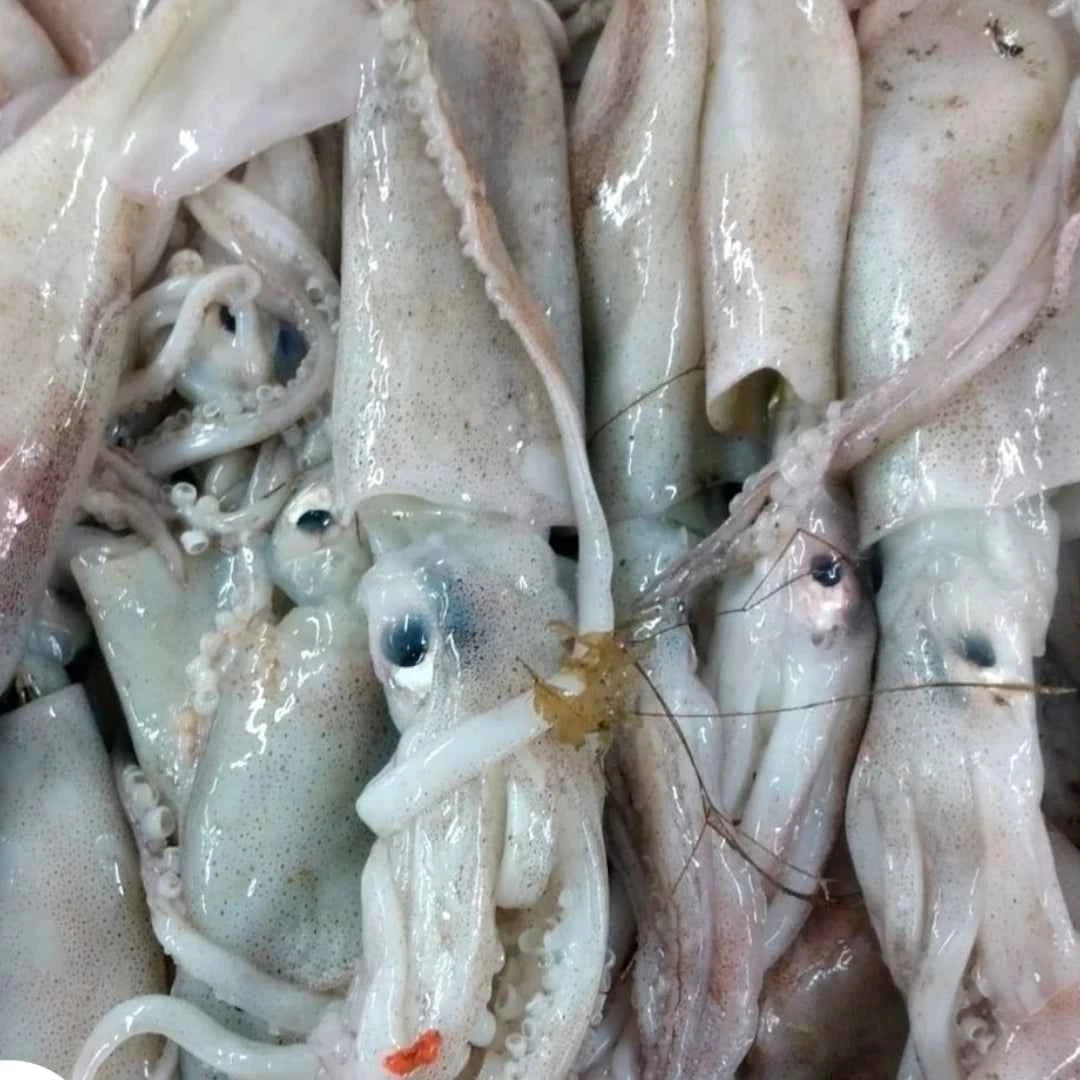 Squid Fresh  – 5 kg