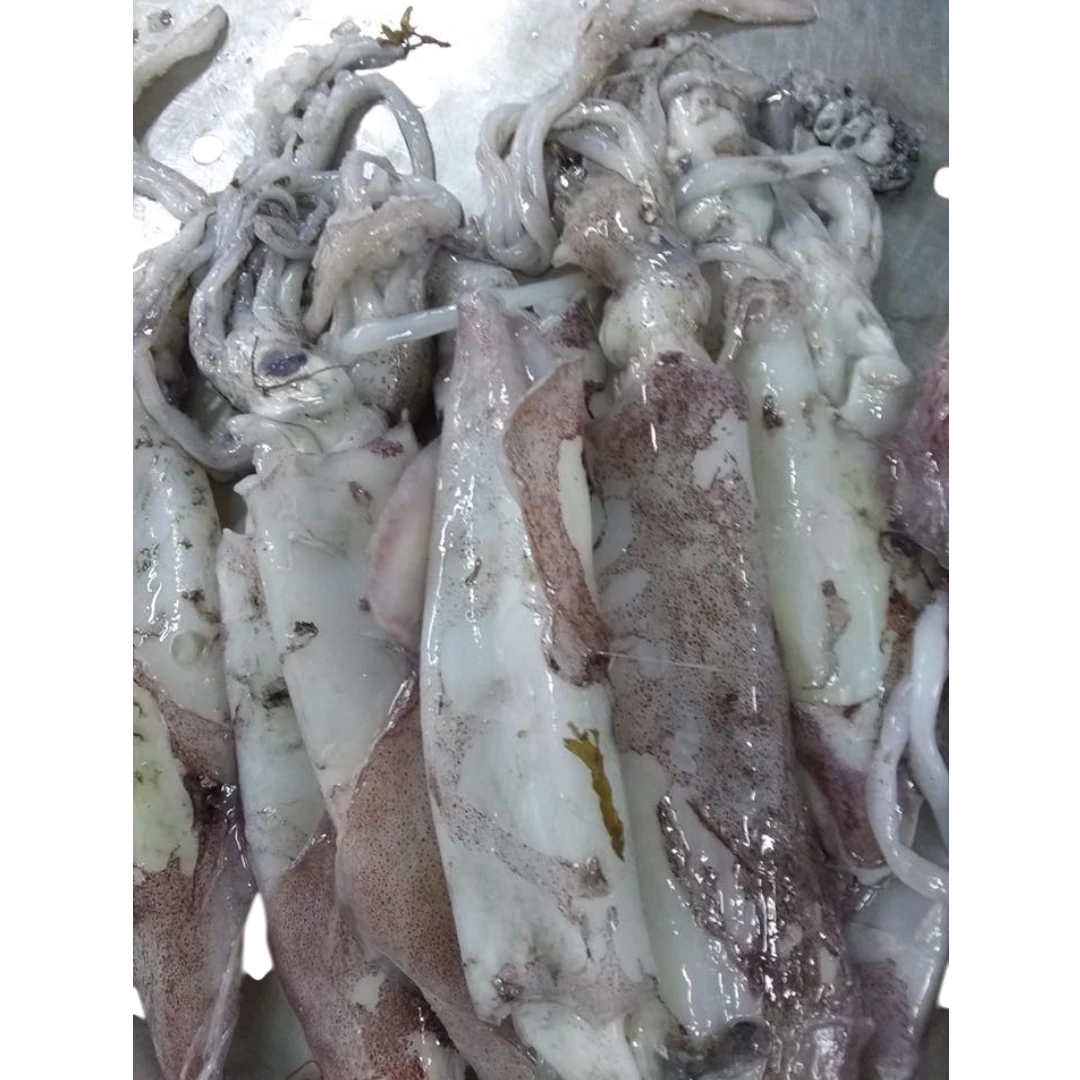 Squid Fresh  – 5 kg