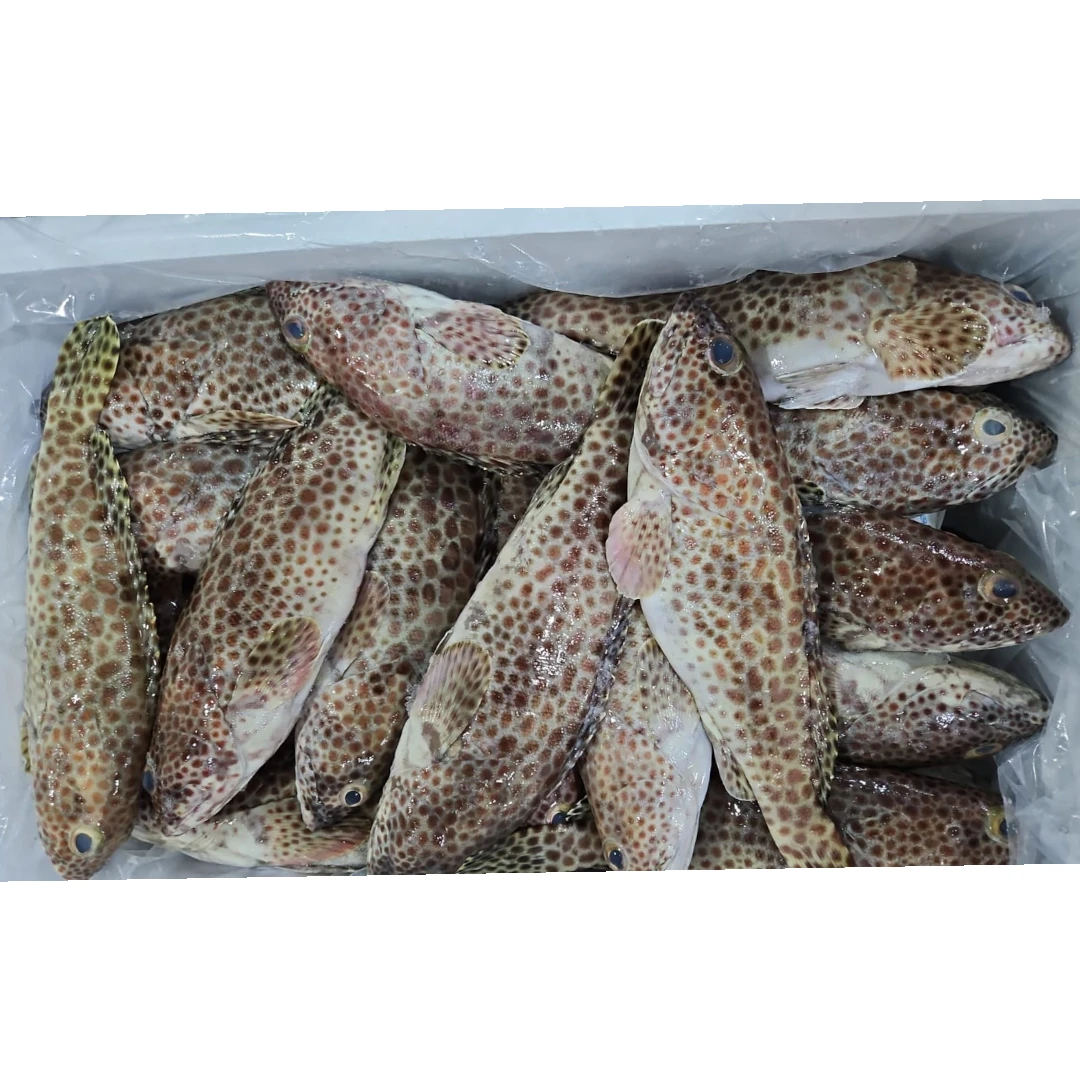 Grouper Fish Fresh – 5 kg