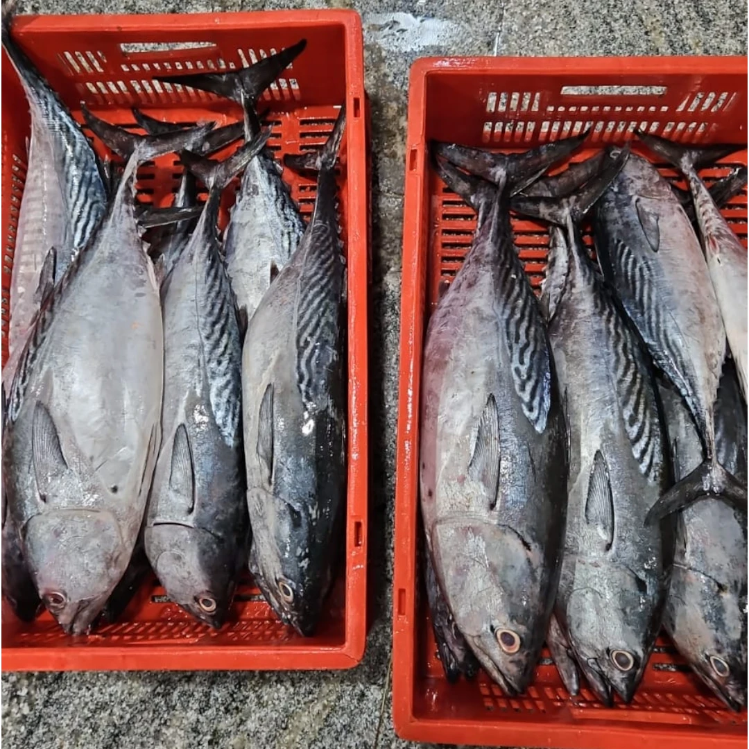 Tuna Fresh – 5 kg