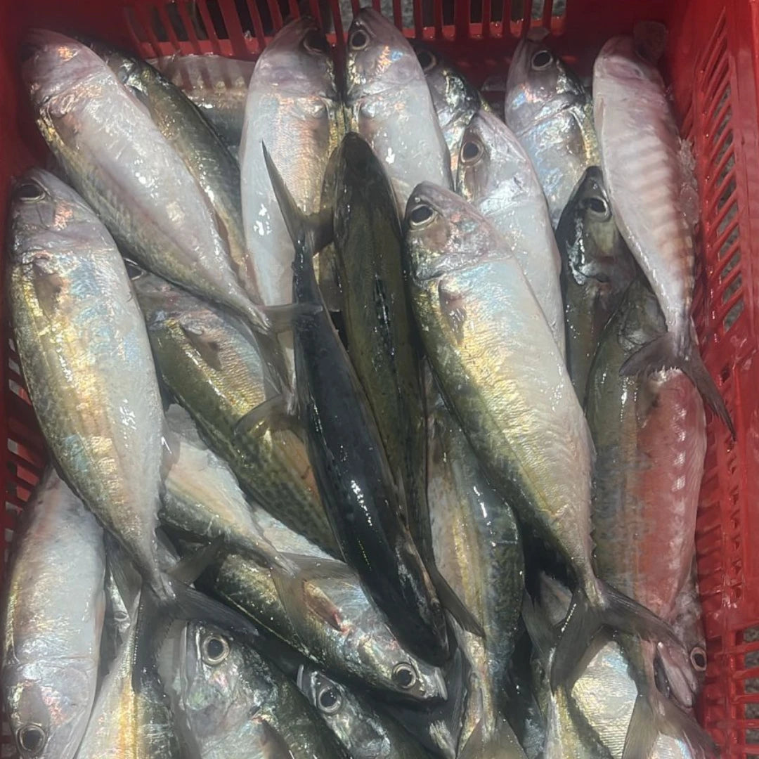 Mackerel Fish Fresh – 5 kg