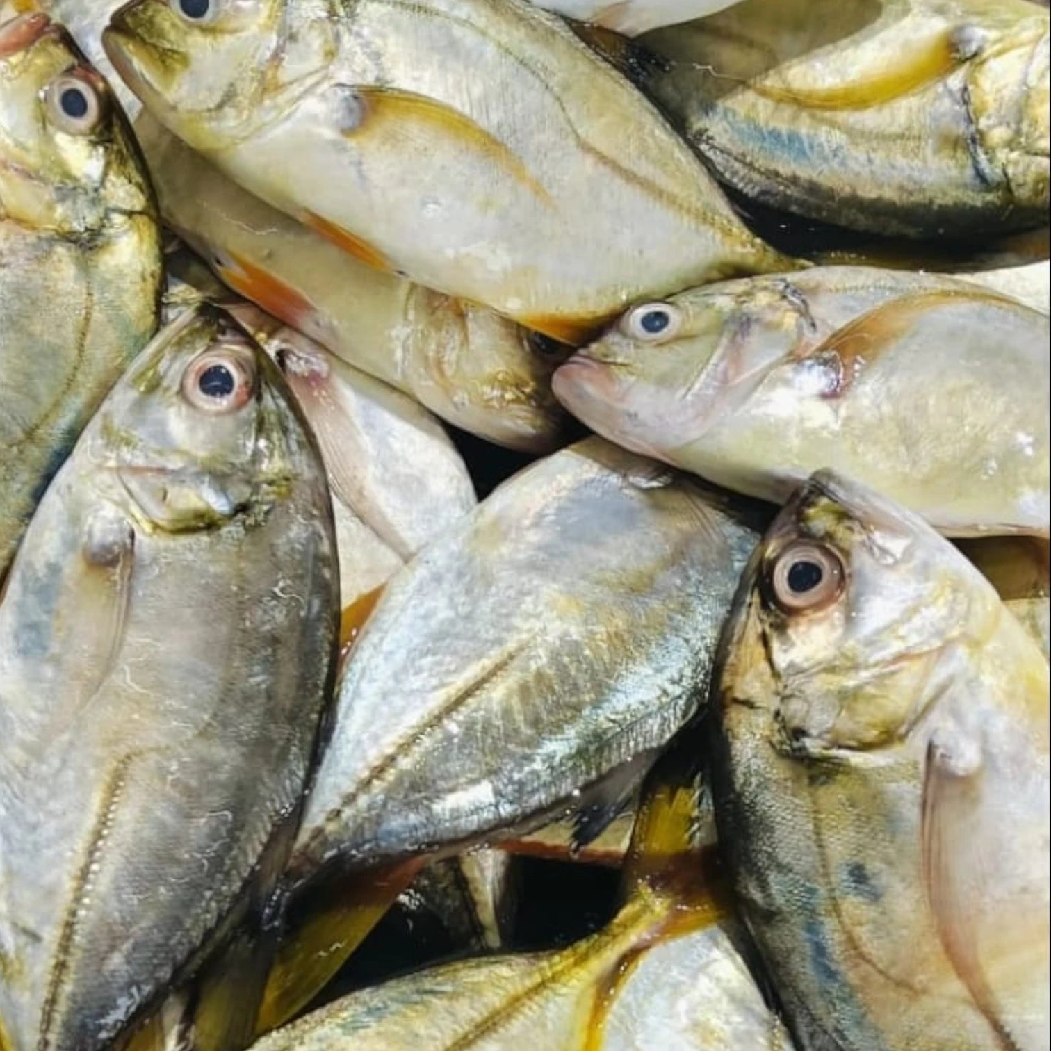 Yellow Trevally Fish Fresh – 5 kg