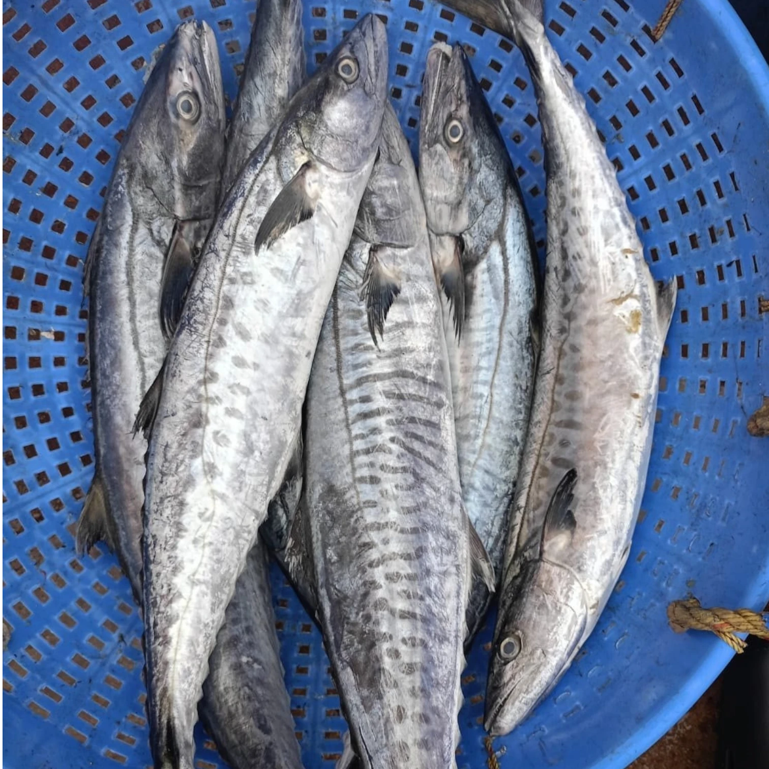 King Fish Fresh – 5 kg