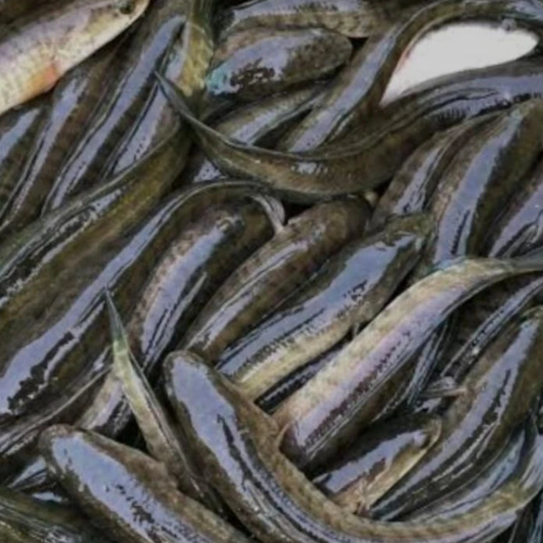 Viral Fish Fresh – 5 kg